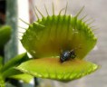 /album/plantas-carnivoras/images-4-jpg/